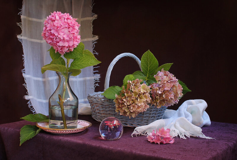 Pink Hydrangea Flowers — Purple, Serene