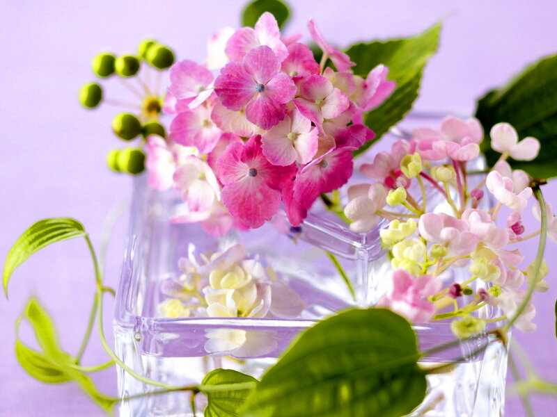 Pink Hydrangea Flowers — Purple