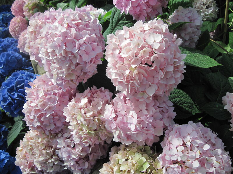 Pink Hydrangea Flowers — Serene, Afternoon, Photograph, Blue Hydrangeas