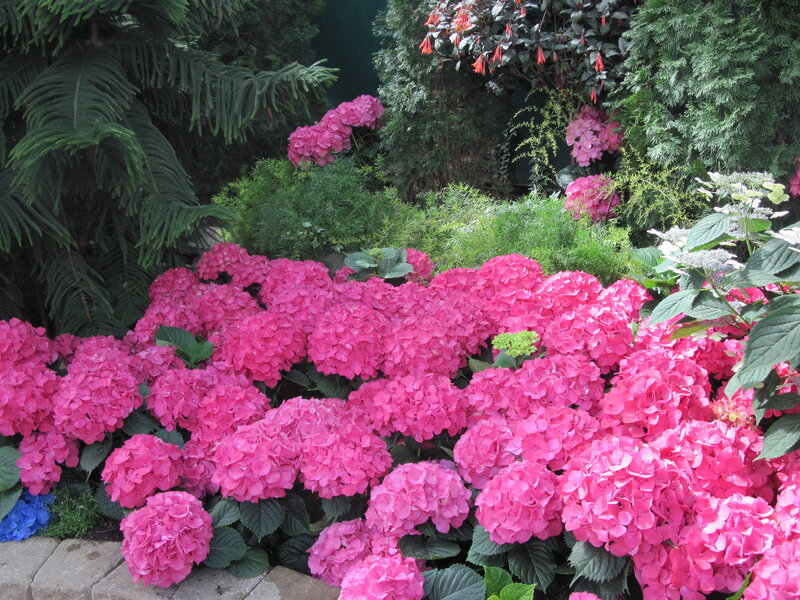Pink Hydrangea Flowers — Serene, Afternoon, Photograph, Green Ferns