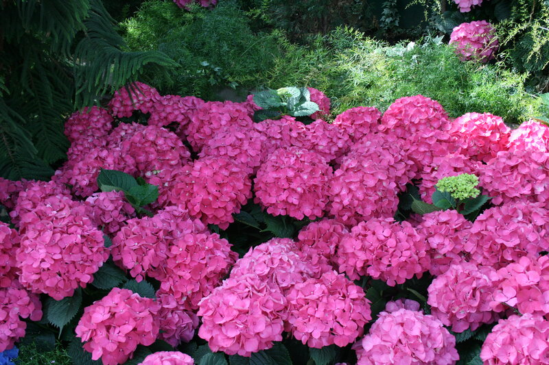 Pink Hydrangea Flowers — Serene, Afternoon, Photograph, Green Leaves, Foliage