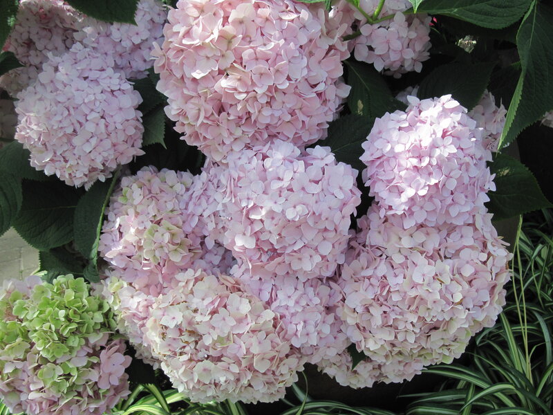 Pink Hydrangea Flowers — Serene, Afternoon, Photograph, Green Leaves, Grass