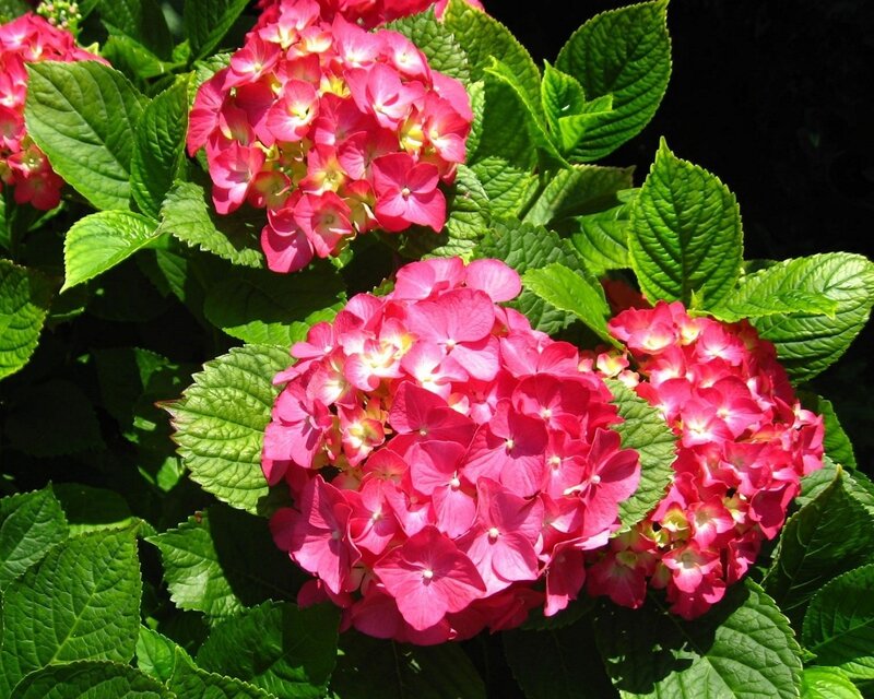 Pink Hydrangea Flowers — Serene, Afternoon, Photograph, Green Leaves, Green
