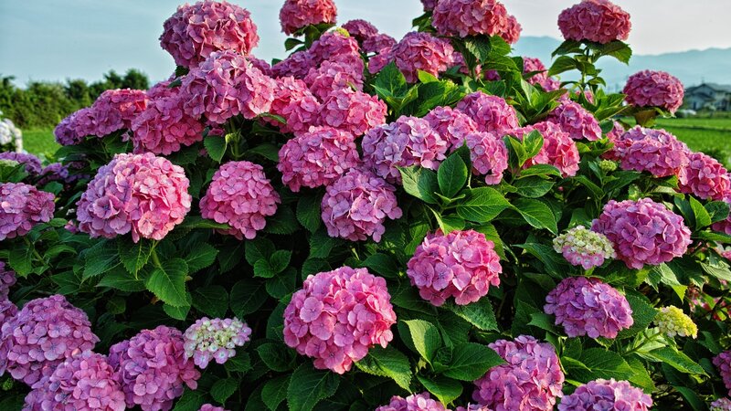 Pink Hydrangea Flowers — Serene, Afternoon, Photograph, Green Leaves, Mountains