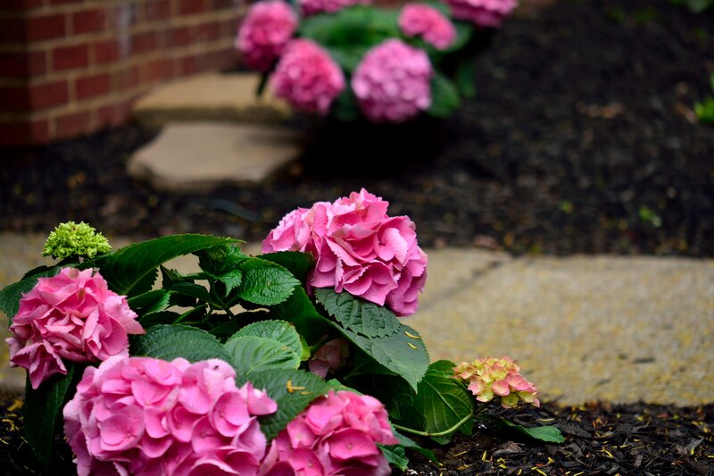 Pink Hydrangea Flowers — Serene, Afternoon, Photograph, Green Leaves, Mulch
