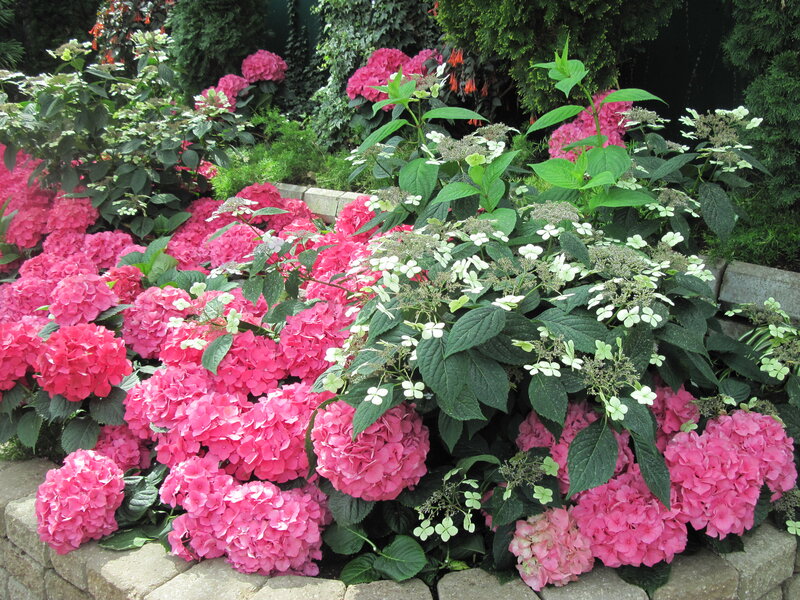 Pink Hydrangea Flowers — Serene, Afternoon, Photograph, Green Leaves, Stone Wall