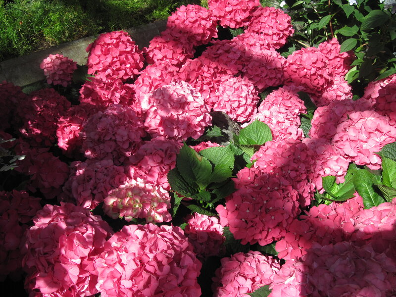 Pink Hydrangea Flowers — Serene, Afternoon, Photograph, Green Leaves, Sunlight, Shadows