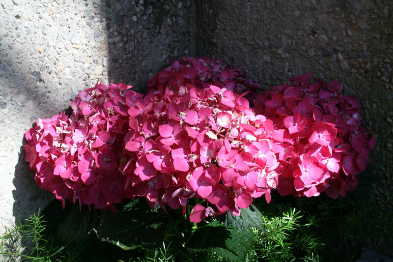 Pink Hydrangea Flowers — Serene, Afternoon, Photograph, Leaves