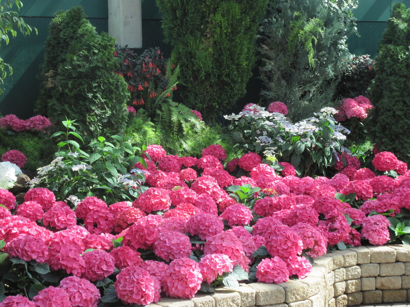 Pink Hydrangea Flowers — Serene, Afternoon, Photograph, Shrubs