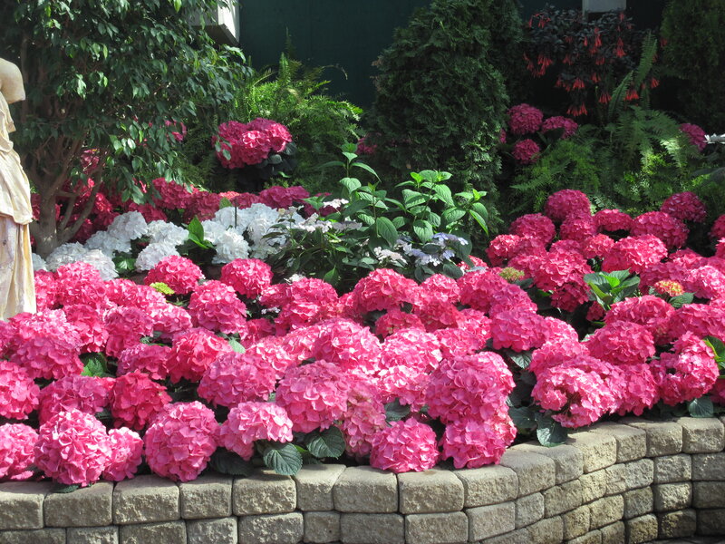 Pink Hydrangea Flowers — Serene, Afternoon, Photograph, Statue