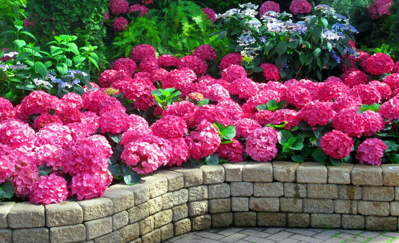 Pink Hydrangea Flowers — Serene, Afternoon, Photograph, Stone Wall, Greenery