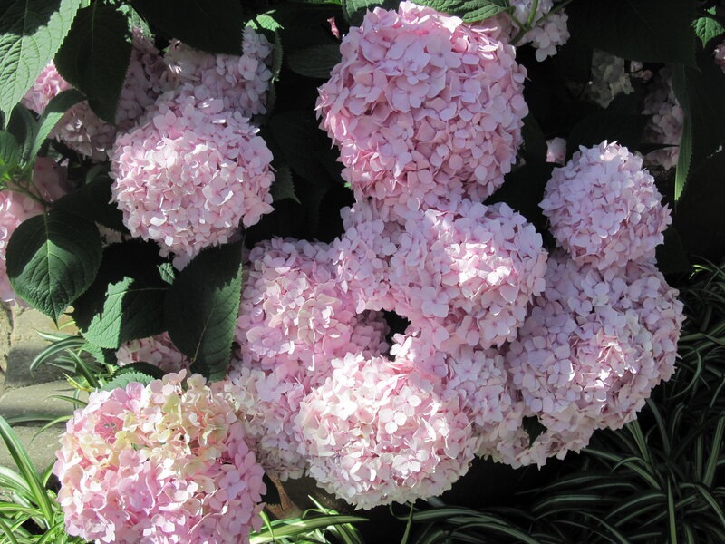 Pink Hydrangea Flowers — Serene, Afternoon, Photograph