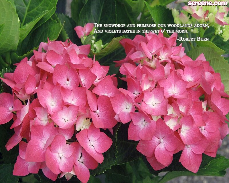 Pink Hydrangea Flowers — Serene, Morning