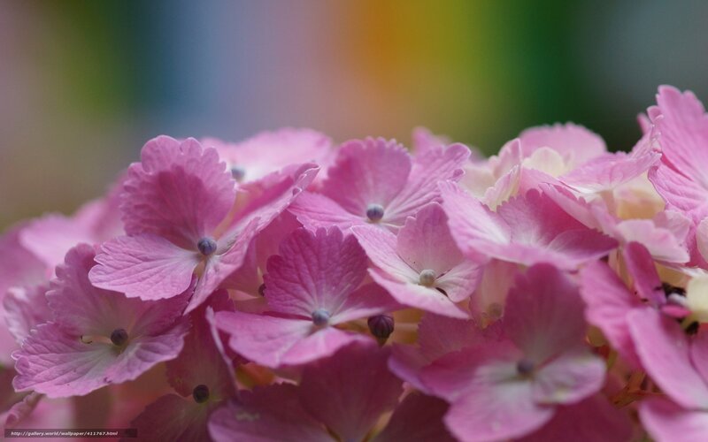 Pink Hydrangea Flowers — Serene, Photograph, Petals