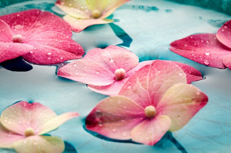 Pink Hydrangea Flowers — Serene, Photograph, Water