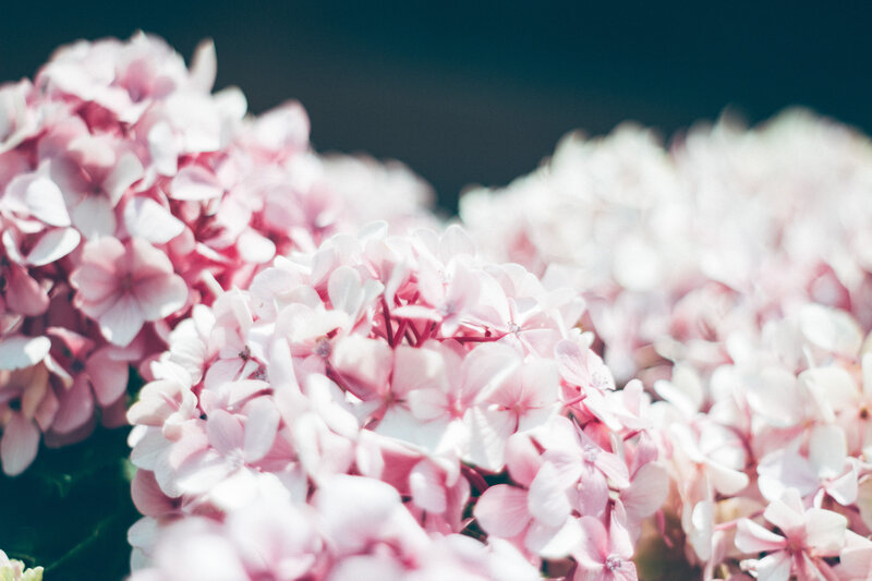 Pink Hydrangea Flowers — Serene, Spring, Photograph, Bloom