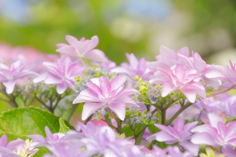 Pink Hydrangea Flowers — Serene, Spring, Photograph