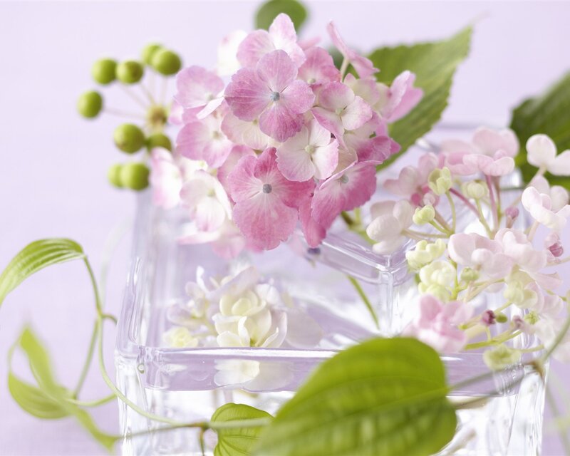 Pink Hydrangea Flowers — Serene, Spring