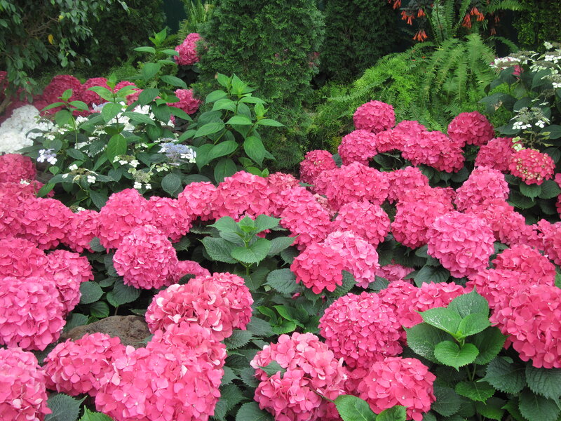 Pink Hydrangea Flowers — Serene, Summer, Photograph