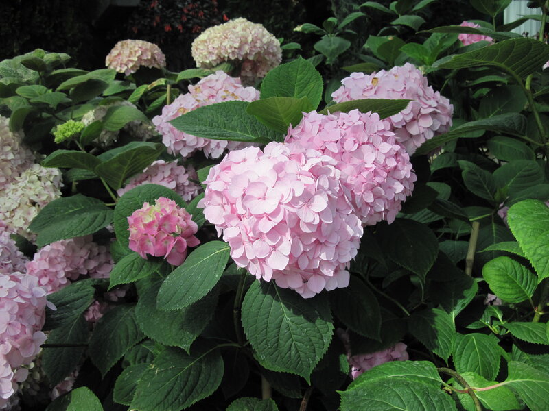 Pink Hydrangea Flowers — Serene, Summer