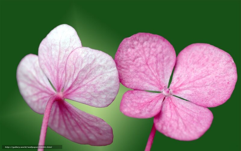 Pink hydrangea flowers