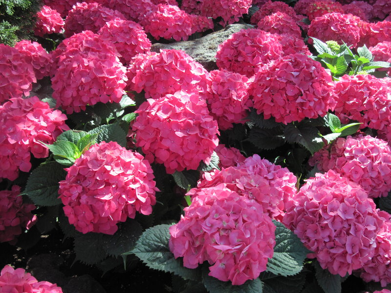 Pink Hydrangea Flowers — Vibrant, Afternoon, Photograph, Green Leaves, Rock