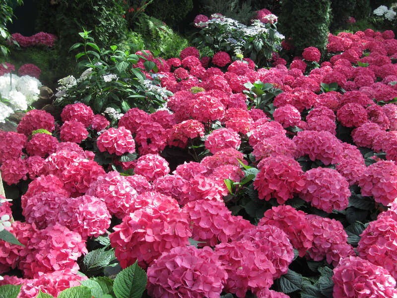 Pink Hydrangea Flowers — Vibrant, Afternoon, Photograph, Green Leaves
