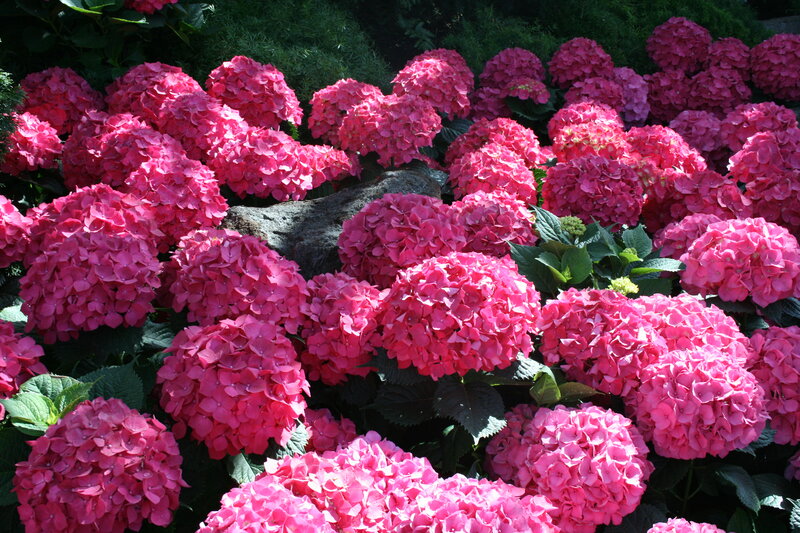 Pink Hydrangea Flowers — Vibrant, Afternoon, Photograph, Leaves