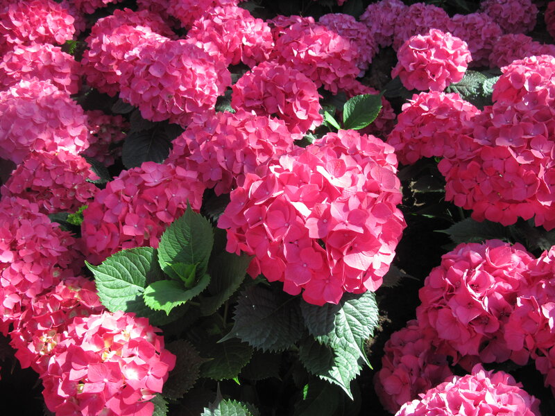 Pink Hydrangea Flowers — Vibrant, Afternoon, Photograph