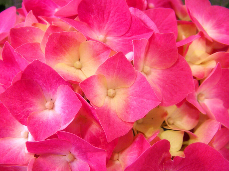 Pink Hydrangea Flowers — Vibrant, Photograph