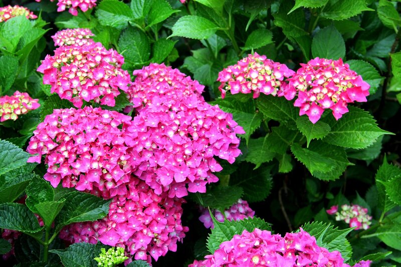 Pink Hydrangea Flowers — Vibrant, Summer, Photograph, Green Leaves, Flower Clusters