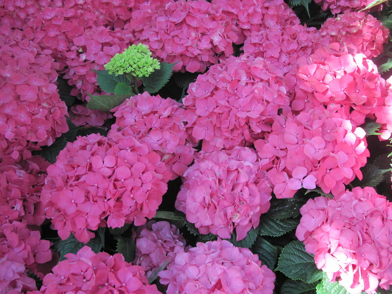 Pink Hydrangea Flowers — Vibrant, Summer, Photograph