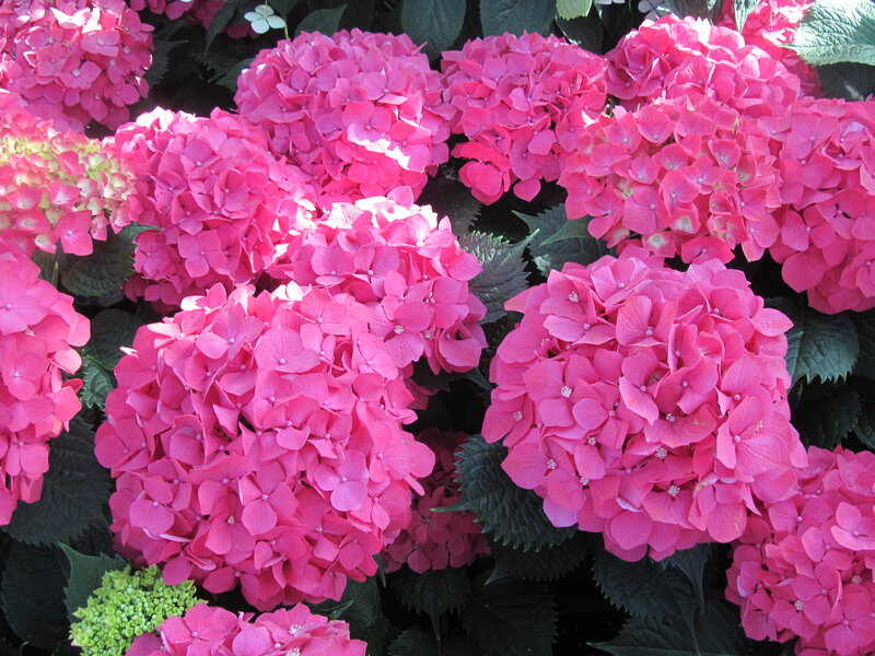 Pink Hydrangea Flowers — Vibrant, Summer