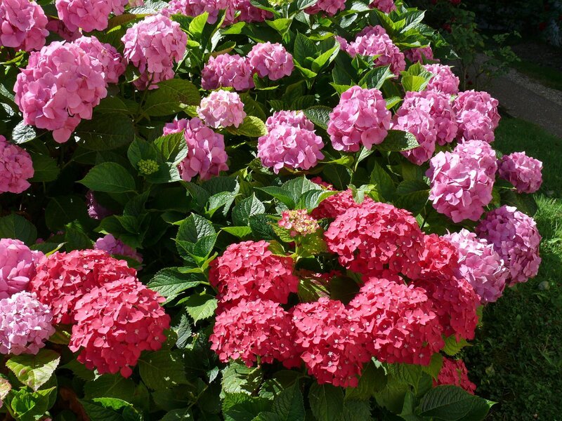 Pink Hydrangea Flowers — Vibrant