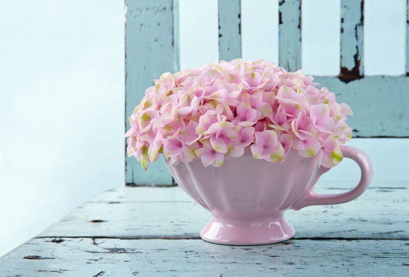 Pink Hydrangea in Cup