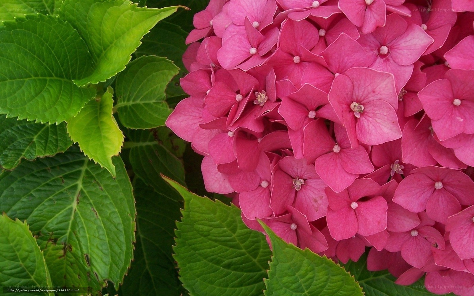 Pink hydrangea with green leaves