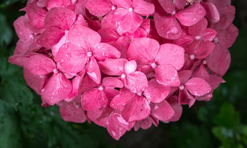 Pink hydrangea with water droplets