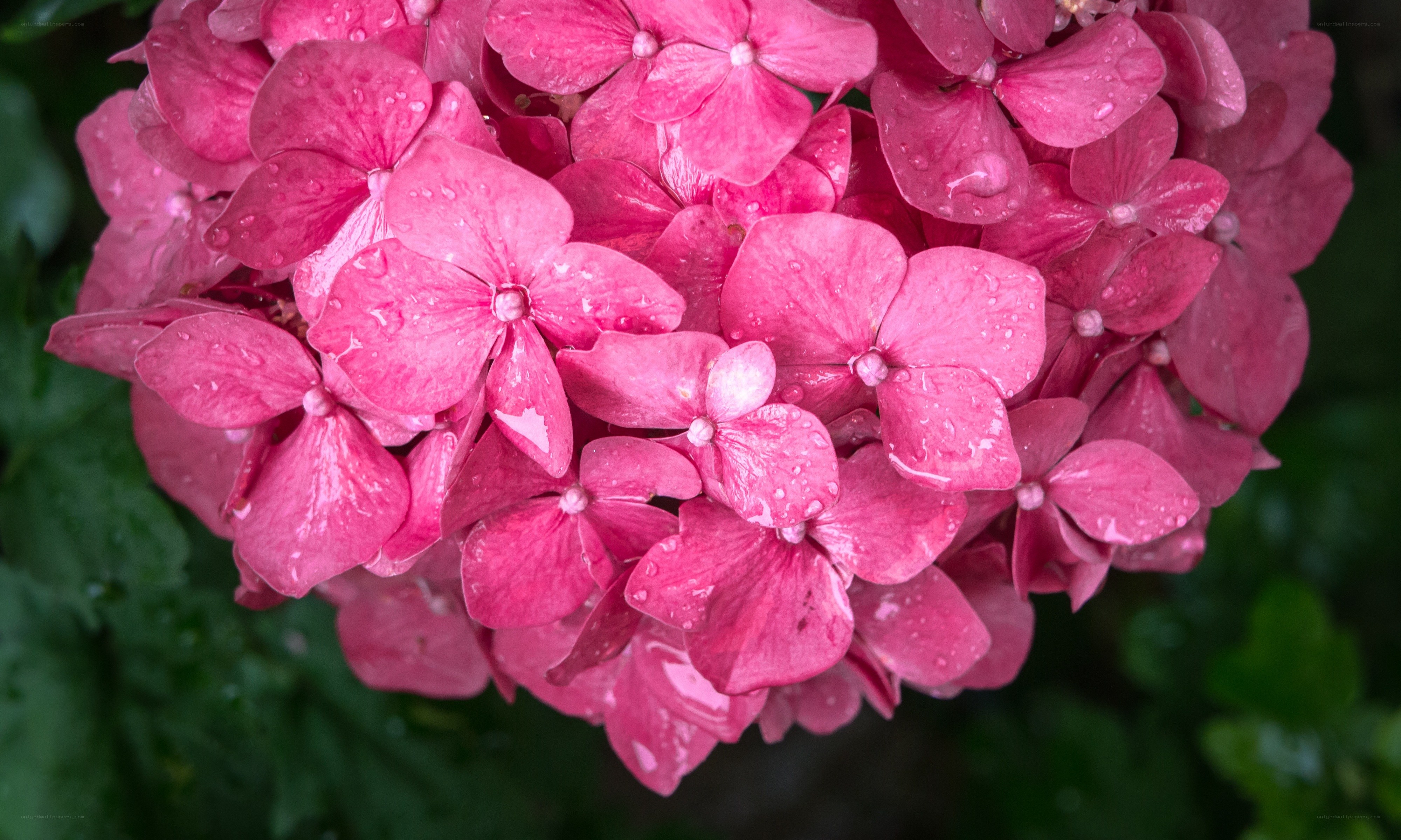 Pink hydrangea with water droplets
