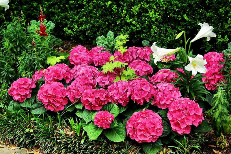 Pink hydrangeas and white lilies