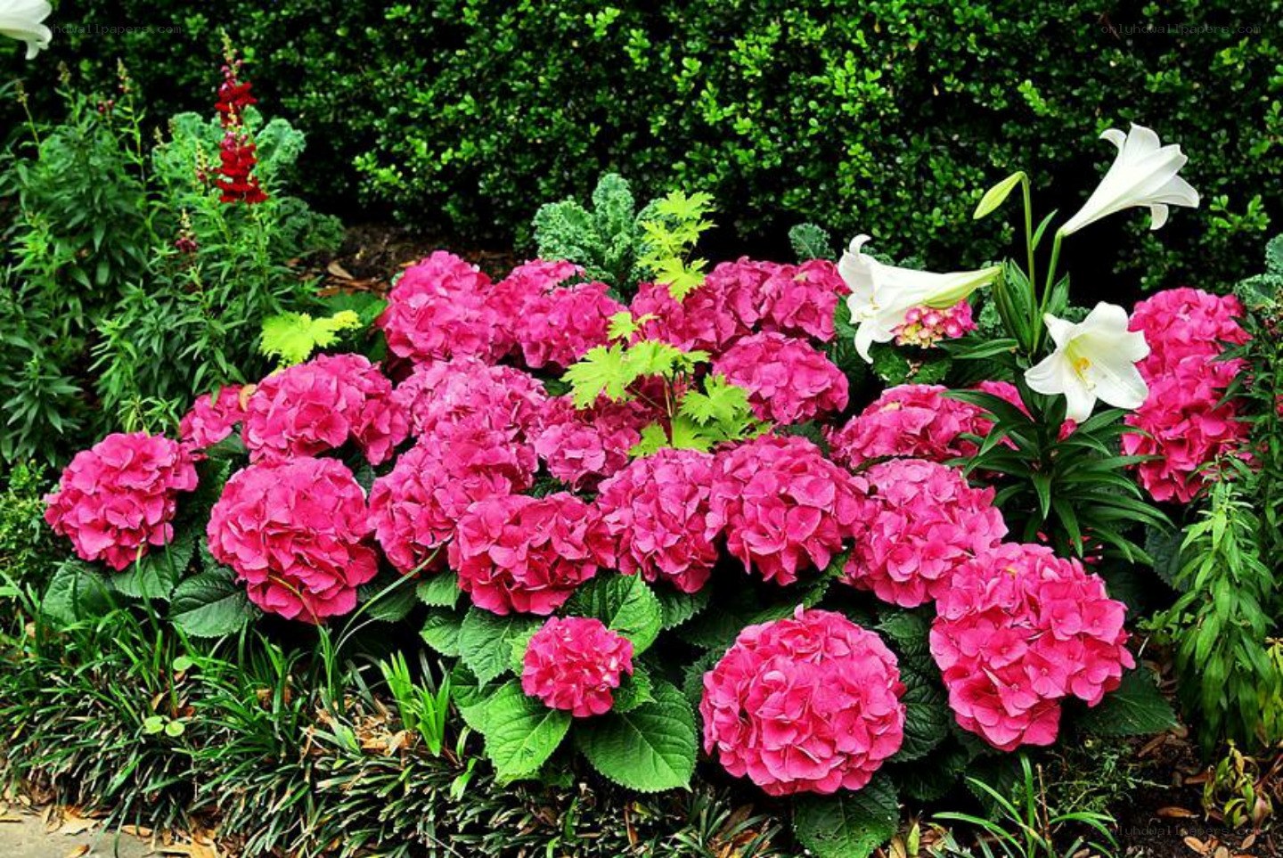Pink hydrangeas and white lilies
