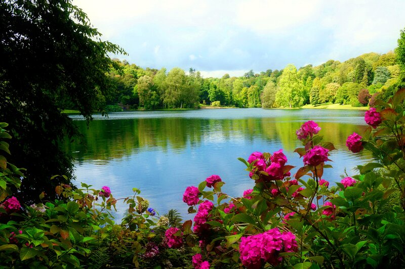 Pink Hydrangeas by Lake — Serene