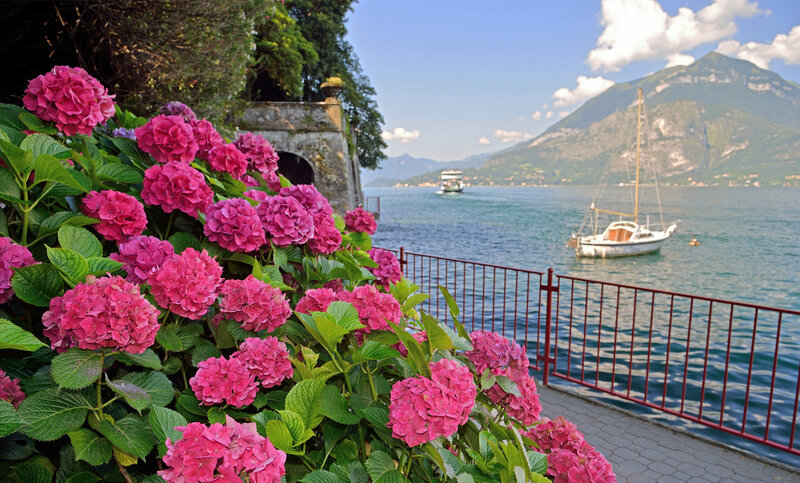 Pink Hydrangeas by Lake