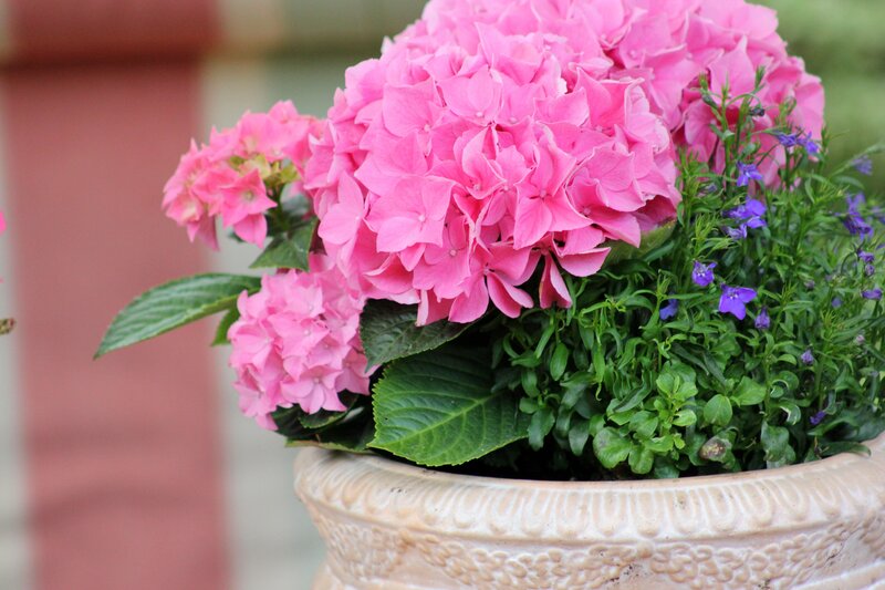 Pink hydrangeas in a planter