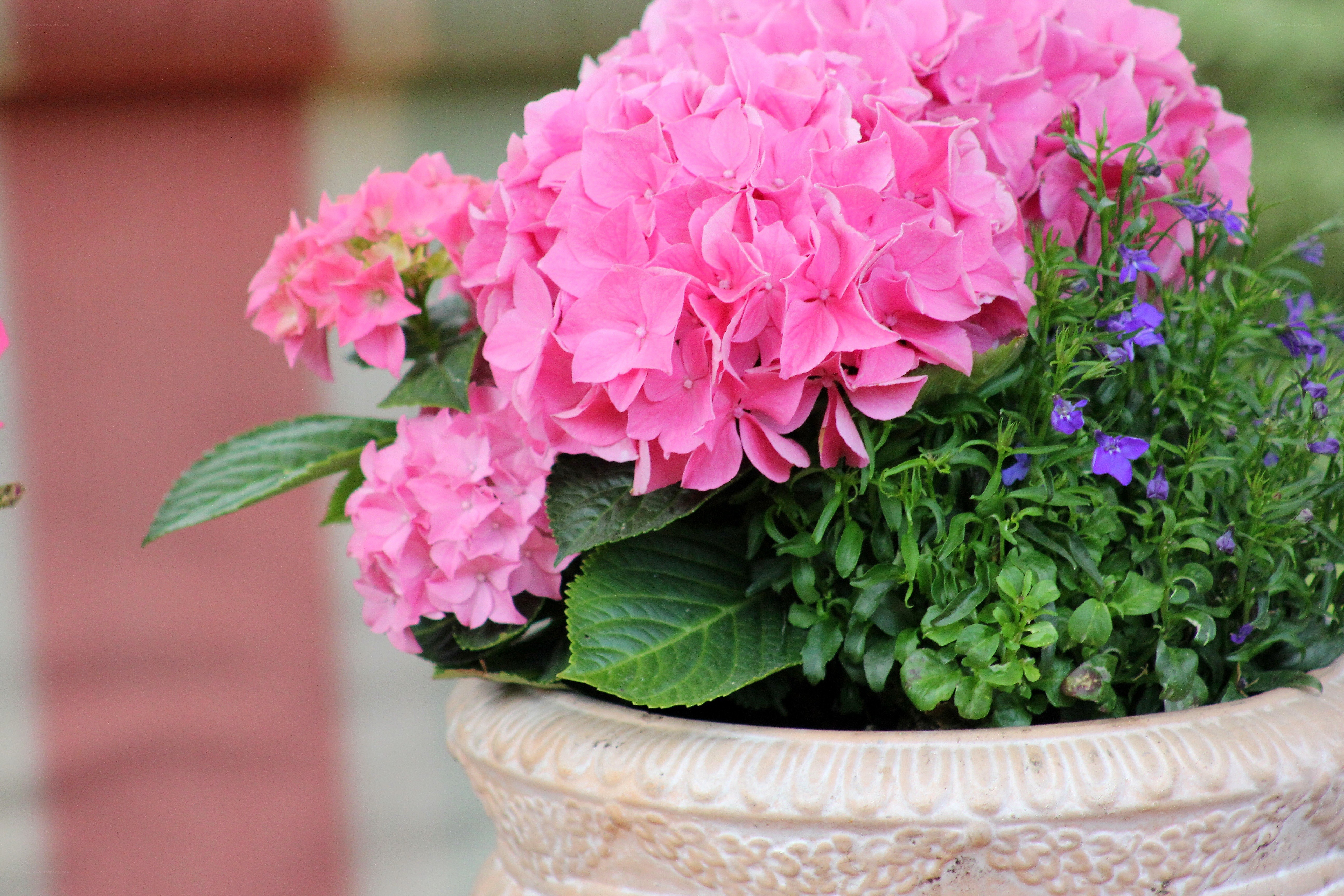 Pink hydrangeas in a planter