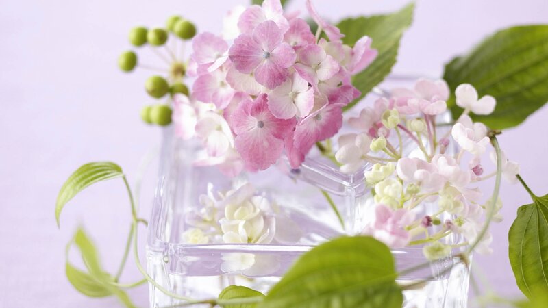 Pink hydrangeas in a vase