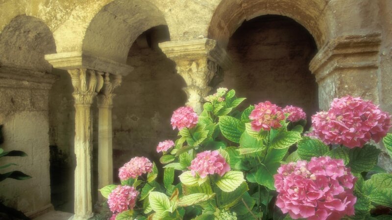 Pink Hydrangeas in Courtyard