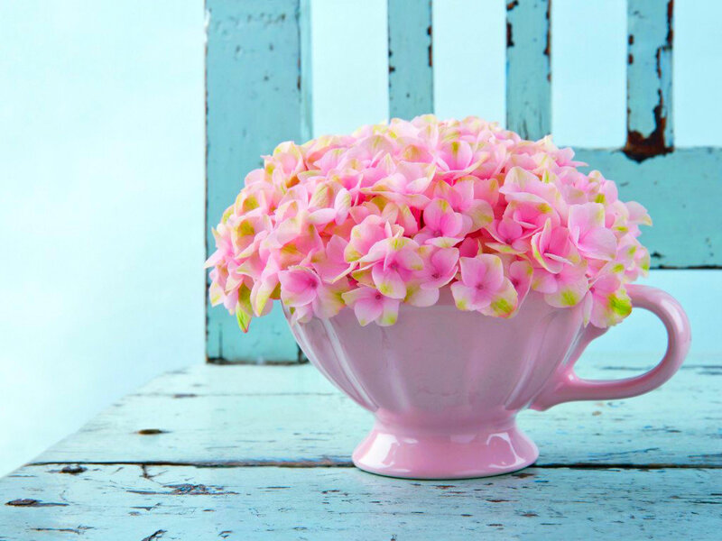 Pink Hydrangeas in Cup — Serene, Photograph
