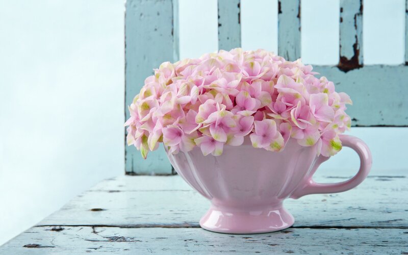Pink Hydrangeas in Cup — Serene
