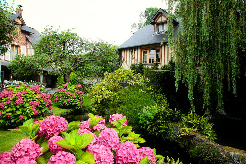 Pink Hydrangeas in Garden — Serene, Afternoon, Photograph