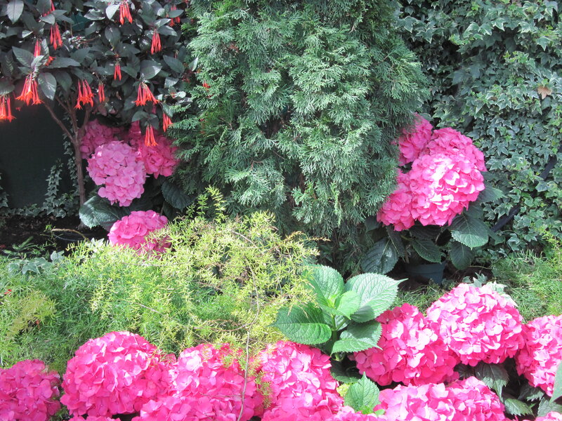 Pink Hydrangeas in Garden — Serene, Afternoon